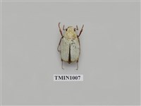 藏品(大白金龜)的圖片